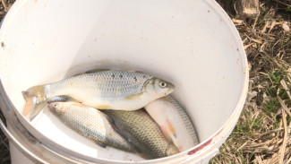 Как обстоят дела с любительской рыбалкой в Астраханской области 