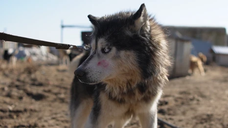 Астраханский приют забрал беспомощного старого хаски