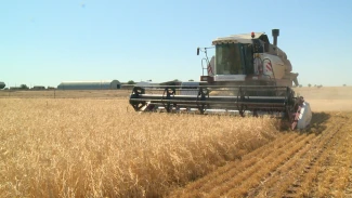 На севере Астраханской области завершается сбор ячменя