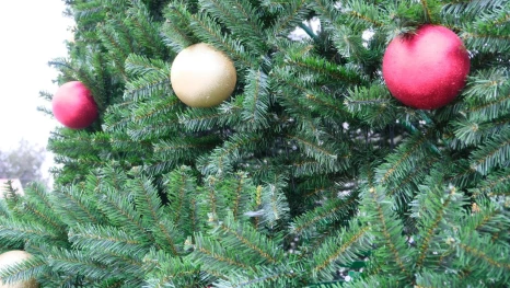 Завтра на главной ёлке Астрахани зажгут огни