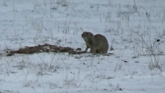 В Астраханской области в заказнике проснулись первые суслики