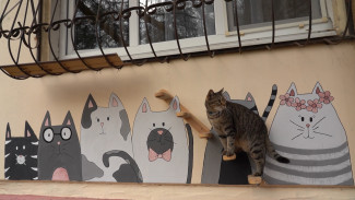 В Астрахани обнаружили «кошкин дом»