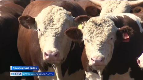 В Астраханской области нашли быка, который весит целую тонну