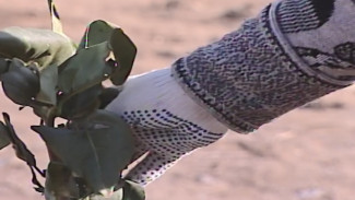 В Астрахани у храма на улице Яблочкова прошла акция "Сирень Победы"