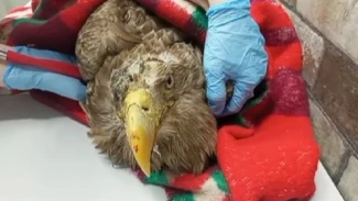 Врачи успешно прооперировали подстреленного в Астраханской области орлана