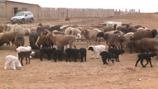 В животноводческих хозяйствах Астраханской области стартовал окот овец