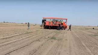 В Астраханской области новый завод по производству томата планирует собрать первый урожай в августе