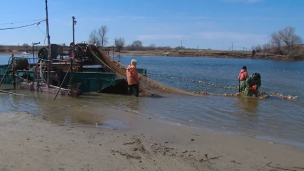 В апреле в Астраханской области введут запрет на вылов воблы