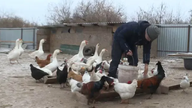 Астраханские депутаты и активисты помогли пополнить подсобное хозяйство многодетной семьи