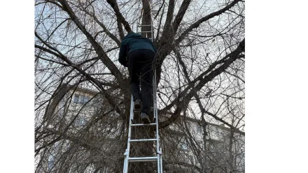 В Астрахани спасатели помогли подростку слезть с дерева