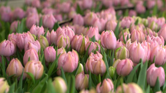 Какие сорта тюльпанов сейчас в фаворите и как их выращивают в Астраханской области