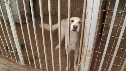 Астраханцы смогут вернуть своих потерявшихся животных по новым правилам