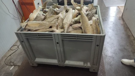 В Астраханской области осуждён гендиректор фирмы за хранение и сбыт 80 тонн рыбы