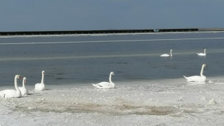 Астраханские активисты помогут обессиленным лебедям на озере Баскунчак