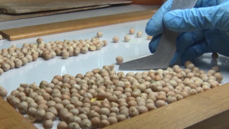 Россельхознадзор напоминает об обязательном обследовании продукции перед отправкой на экспорт