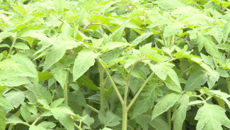 Астраханцы открывают сезон помидорной рассады