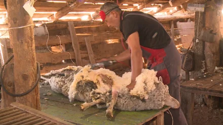 Астраханский фермер готов поставлять на рынок первоклассную овечью шерсть