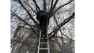 В Астрахани спасатели помогли подростку слезть с дерева