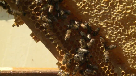 Астраханским пасечникам предписана маркировка пчел