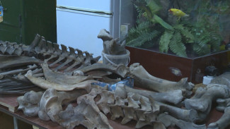 В Астраханском музее-заповеднике соберут экспонат бизона в полную величину