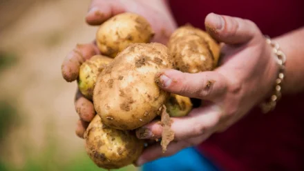 Астраханский картофель будут перерабатывать на чипсы и фри