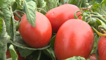 Директор астраханского хозяйства рассказала секрет выращивания томатов