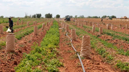 В Астраханской области направлено около 1 млрд рублей на поддержку фермеров