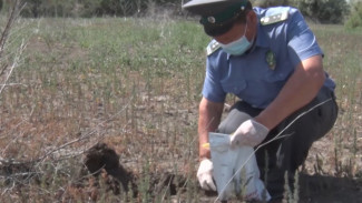 Инспекторы Россельхознадзора выявили земучасток, заросший древесно-кустарниковой растительностью