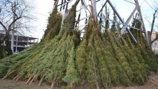 С 15 декабря в Астрахани откроются ёлочные базары