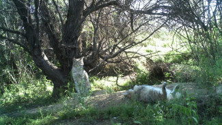 С астраханцами поделились эксклюзивным фото степной кошки