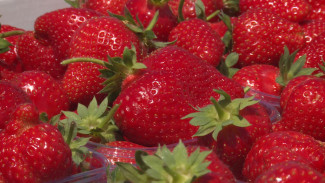 В Астраханской области начался сбор ранней клубники