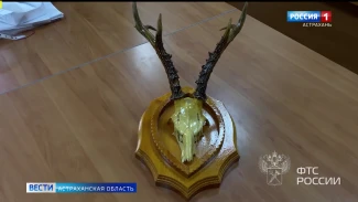 Астраханца не пустили за границу из-за черепа косули