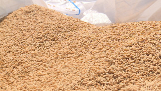 В Астраханской области стартовала посевная риса