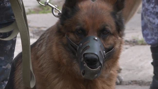 В Астрахани прошли соревнования по многоборью кинологов - специалистов УФСИН