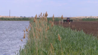 В Астраханской области стартовала рисовая кампания