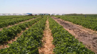 В Астраханской области более 100 млн рублей направят на гранты для фермеров