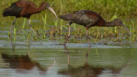 В Астраханской области обновили и переиздали Красную книгу