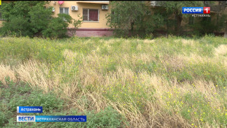 Как астраханцам спастись от лебеды