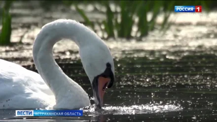 Об Астраханском биосферном заповеднике рассказали жителям региона