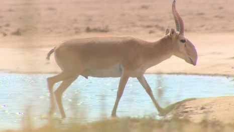 В Астраханскую область пришли сайгаки из Казахстана