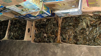 Полицейские выявили в гараже жителя Астрахани 1,7 тонны раков