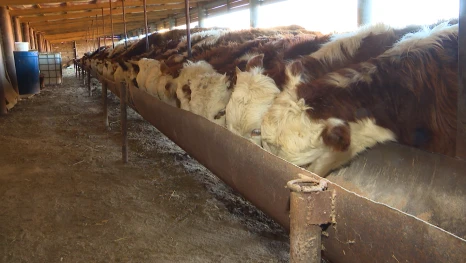 Астраханское хозяйство подготовилось к зимовке скота благодаря господдержке