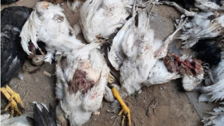 В Астрахани свыше 100 кур стали жертвами бездомных собак