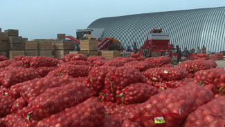 Астраханский фермер наладил масштабное производство картофеля и лука 