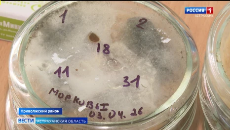 В Астрахани ученые АГУ разрабатывают биопрепарат, сокращающий количество химии в сельском хозяйстве