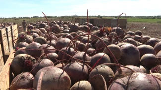 На астраханских полях ведётся сбор овощей «борщевого набора»