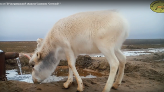 В фотоловушку астраханского заказника попали сайгаки у водопоя