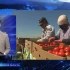Сколько весит астраханский помидор