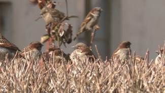В Астраханской области провели перепись воробьёв
