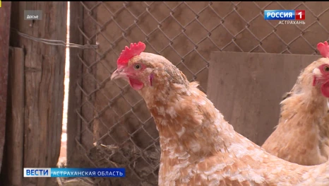 С 1 сентября меняются правила учёта пернатых в личных хозяйствах